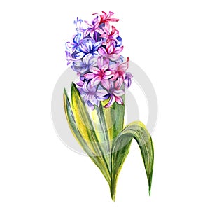 Wildflower hyacinth flower in a watercolor style isolated.