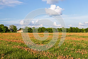 Wildflower - Indian paintbrush field and farmland.