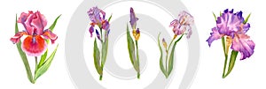 Wildflower iris flower in a watercolor style isolated. Delicate bouquet of iris flowers and eucalyptus leaves