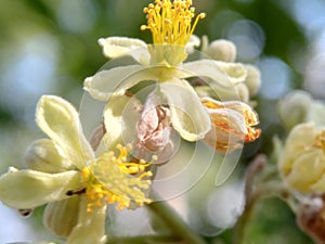 Wildflower (Kirillla in sinhalese) on defocused natural background. photo