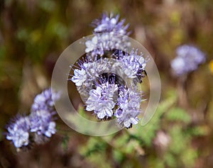 Wildflower Lacy Phacelia