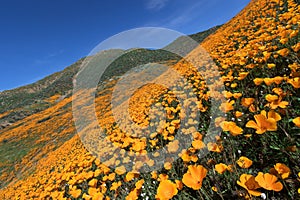 Wildflower in Lake Elsinore