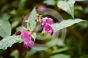 Wildflower Lamium Lamiaceae