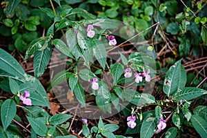 Wildflower Lamium Lamiaceae