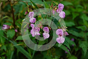 Wildflower Lamium Lamiaceae