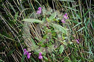 Wildflower Lamium Lamiaceae