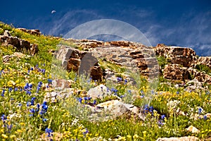 Wildflower Landscape w/ Moon