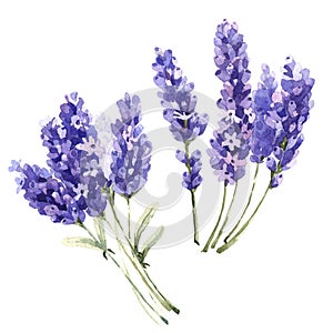 Lavanda flor en acuarela estilo 