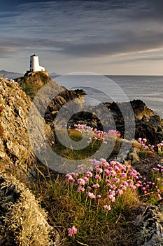 Wildflower Lighthouse, Ynys Llanddwyn, Anglesey photo