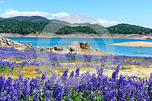 Wildflower lupines super bloom purple fields