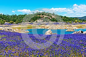 Wildflower lupines super bloom purple fields on the scenic shore of drained Folsom Lake, California