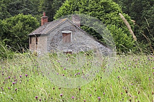 Wildflower Meadow