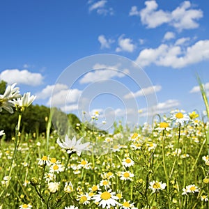 Wildflower in Meadow