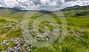 Wildflower meadow along Brush creek  near Crested Butte, Colorado