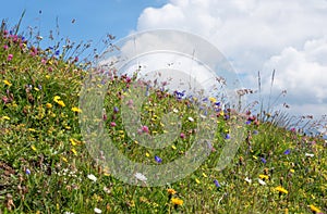 Wildflower meadow in the Alps, with bluebells, clover, buttercups, daisies and grasses