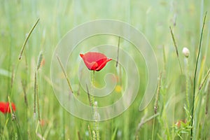 Wildflower meadow bright red flower of Common poppy Papaver rhoeas