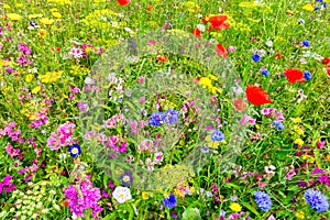 Wildflower Meadow with Colorful Flowers