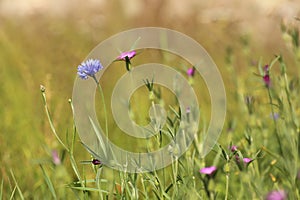 Wildflower meadow with corncockle (Agrostemma githago) and cornflower (Centaurea cyanus)