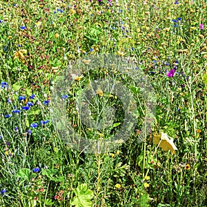 Wildflower meadow with cornflowers, mallows, chamomile and more to improve biodiversity, conserving birds and insects, background