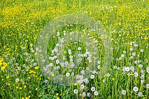 Wildflower meadow with faded dandelions that have turned into pustules, yellow buttercups and fresh grass photo