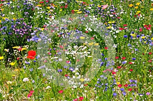 Wildflower meadow photo