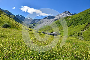 Wildflower meadow at Gafiertal valley, near St. antonien grisons landscape swiss alps