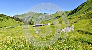 Wildflower meadow Gafiertal valley at springtime, swiss alps St Antonien