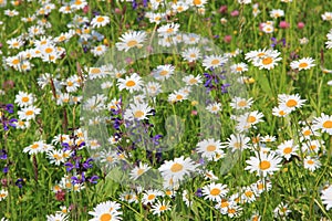 Wildflower meadow with marguerite and salvia