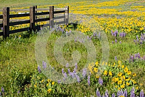 Wildflower meadow with native plants