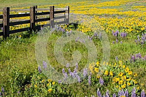 Wildflower meadow with native plants photo