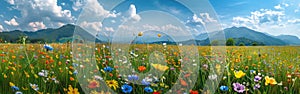 Wildflower Meadow Panorama with Blumenwiese Background