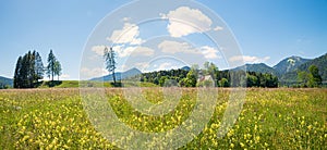 wildflower meadow at peninsula Zwergern, at the lakeside Walchensee, bavarian spring landscape photo