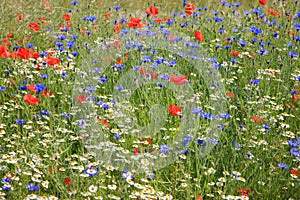 Wildflower meadow with poppies, cornflowers and daisies photo