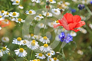 Wildflower meadow with poppies daisies and cornflowers