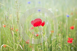 Wildflower meadow with red flowers of Common poppy Papaver rhoeas