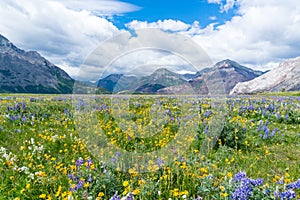 Wildflower Meadow in Waterton Lakes National Park, Canada photo