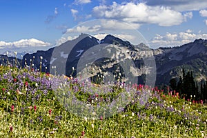 Wildflower Meadows and Tatoosh Range