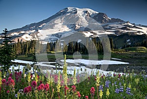 Wildflower of Mount Rainier