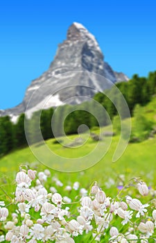 Wildflower on mountain meadow in the background mount Matterhorn.