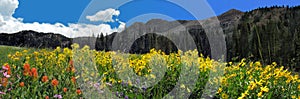 wildflower and mountain panoramic