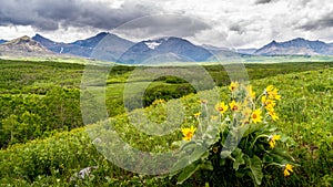 Wildflower and the Mountain Range of the Canadian Rockies in Waterton Lakes National Park