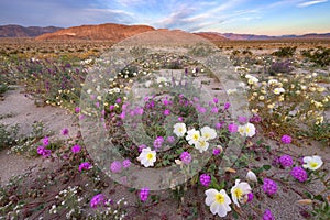 Wildflower in Ocotillo Wells photo