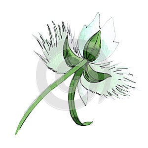 Wildflower orchid flower in a watercolor style isolated.
