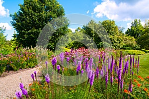 Wildflower patch