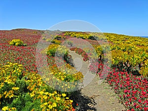 Wildflower path, Anacapa