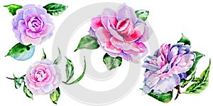 Wildflower peony, camelia flower in a watercolor style isolated.