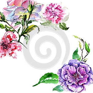 Wildflower peony flower frame in a watercolor style isolated.