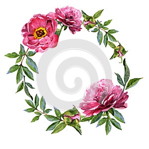 Wildflower peony flower frame in a watercolor style isolated.