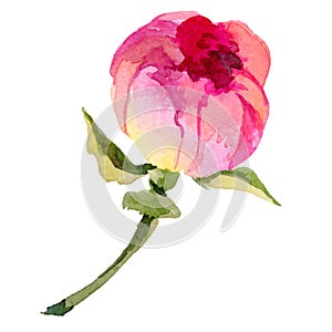 Wildflower peony flower in a vector style isolated.