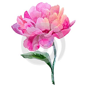 Wildflower peony flower in a vector style isolated.